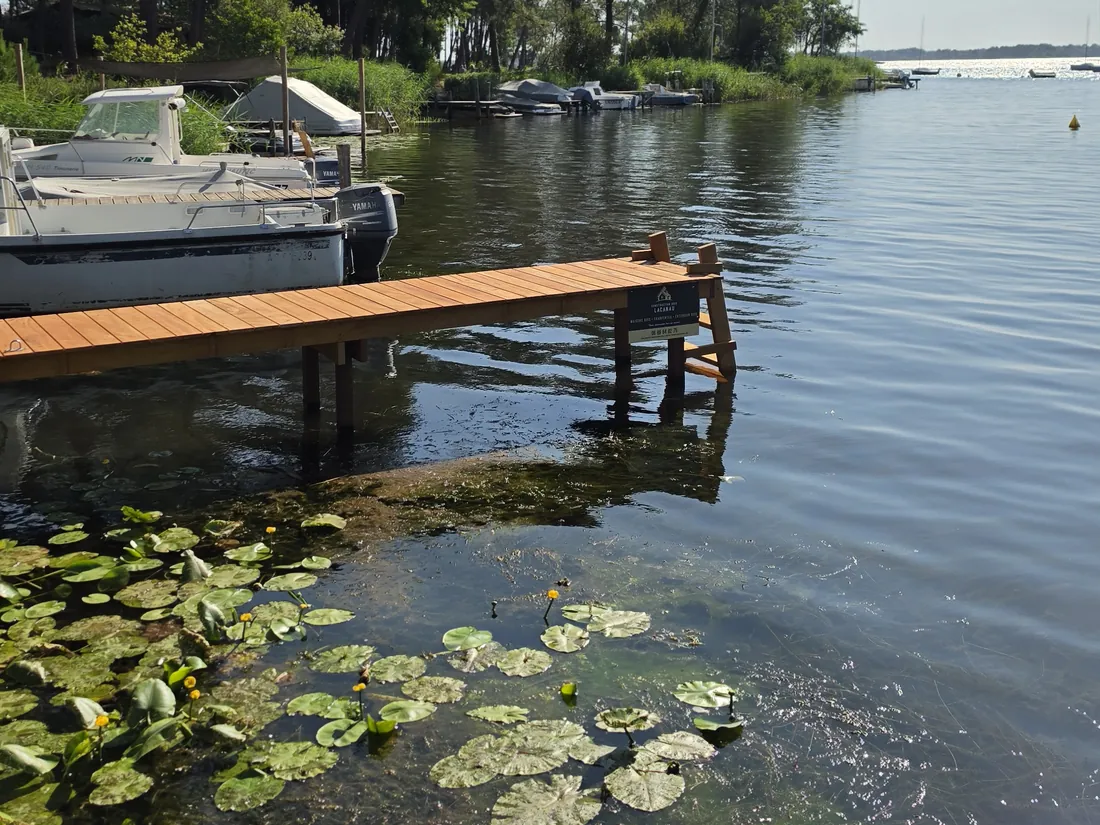 Ponton bois parmi les nénuphars, au bord du lac